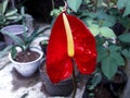 Anthurium scherzerianum plant in the garden Royalty Free Stock Photo