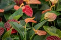 Anthurium, Anthurium scherzerianum, tailflower, flamingo flower, laceleaf. House and outdoors plants