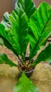 The Anthurium schlechtendalii ornamental plant is much liked by flower lovers Royalty Free Stock Photo