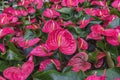 Anthurium, tailflower, flamingo flower and laceleaf. Flowering ornamental flowers for garden, park, balcony