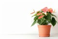 Anthurium (tailflower, flamingo flower, laceleaf) in Flowerpot Closeup, Anthurium Macro House Plant