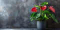 Anthurium (tailflower, flamingo flower, laceleaf) in Flowerpot Closeup, Anthurium Macro House Plant