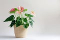 Anthurium (tailflower, flamingo flower, laceleaf) in Flowerpot Closeup, Anthurium Macro House Plant