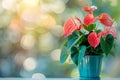 Anthurium (tailflower, flamingo flower, laceleaf) in Flowerpot Closeup, Anthurium Macro House Plant Royalty Free Stock Photo