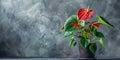 Anthurium (tailflower, flamingo flower, laceleaf) in Flowerpot Closeup, Anthurium Macro House Plant Royalty Free Stock Photo