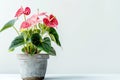 Anthurium (tailflower, flamingo flower, laceleaf) in Flowerpot Closeup, Anthurium Macro House Plant Royalty Free Stock Photo