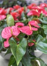 Anthurium, tailflower, flamingo flower, and laceleaf. Flowers for the garden, park, balcony, terrace