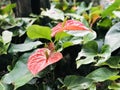 Anthurium or Tailflower or Flamingo flower or Laceleaf.