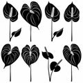 Anthurium (tailflower, flamingo flower, laceleaf) Pot Plant Icon Set, Anthurium Plant Flat Design