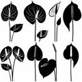 Anthurium (tailflower, flamingo flower, laceleaf) Pot Plant Icon Set, Anthurium Plant Flat Design