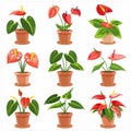 Anthurium (tailflower, flamingo flower, laceleaf) Pot Plant Icon Set, Anthurium Plant Flat Design