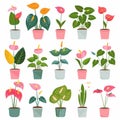 Anthurium (tailflower, flamingo flower, laceleaf) Pot Plant Icon Set, Anthurium Plant Flat Design