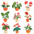 Anthurium (tailflower, flamingo flower, laceleaf) Pot Plant Icon Set, Anthurium Plant Flat Design