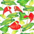 Anthurium tailflower, flamingo flower, laceleaf red flowers and bright green leaves, hand painted watercolor illustration