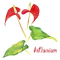 Anthurium tailflower, flamingo flower, laceleaf red flowers and bright green leaves isolated set