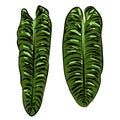 Anthurium veitchii plant leaf hand drawing sketch illustration doodle green color isolated black foliage tropical exotic