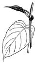 Anthurium Veitchii vintage illustration