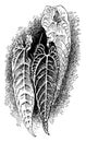 Anthurium Warocqueanum vintage illustration