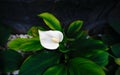 Anthurium white or flamingo flower