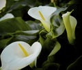 Anthurium white flowers