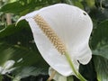 Anthurium White Winner Anthurium andreanum, Tailflower, Painter`s palet