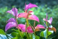 Anthuriums bloom in a small garden. Royalty Free Stock Photo