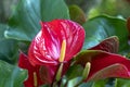 Anthuriums bloom in a small garden. Royalty Free Stock Photo