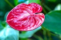 Anthuriums bloom in a small garden. Royalty Free Stock Photo