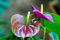 Anthuriums bloom in a small garden. Royalty Free Stock Photo