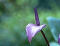 Anthuriums bloom in a small garden. Royalty Free Stock Photo