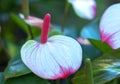 Anthuriums bloom in a small garden. Royalty Free Stock Photo
