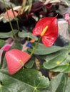 Anthurium andraeanum is a flowering plant species in the family Araceae that is native to Colombia and Ecuador Royalty Free Stock Photo