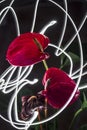 Anthuriums Night Light Red Royalty Free Stock Photo