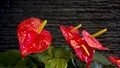 Anthuriums The red heart-shaped flower of Anthuriums is really a spathe or a waxy Royalty Free Stock Photo