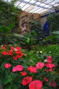 Anthuriums In Tropical Garden Royalty Free Stock Photo