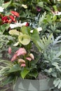 Anthurrium planter with pink and red flowers and fern.