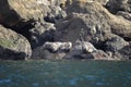 Anthurs or Steinger seals Phoca vitulina stejnegeri on Shikotan Island, South Kuriles