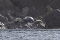 Anthurs or Steinger seals (Phoca vitulina stejnegeri) on Shikotan Island