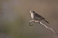 Anthus rufulus, paddyfield pipit on a branch, Bardia, Nepal Royalty Free Stock Photo