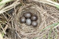 Anthus trivialis. The nest of the Tree Pipit in nature.