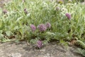 Anthyllis montana with pink flowers Royalty Free Stock Photo