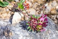 Anthyllis vulneraria, the common kidney vetch, kidney vetch or woundwort is a medicinal plant native to Europe. The name Royalty Free Stock Photo