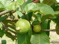 Anti-ageing skin fruit Green guavas on the branch.