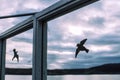 Anti bird collision stickers on the window glass. Dark mountains, cloudy sky, and gray lake on the background