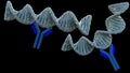 Anti-double stranded DNA antibodies target antigen of which is double stranded DNA