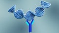 Anti-double stranded DNA antibodies target antigen of which is double stranded DNA