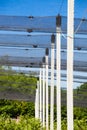 Anti-hail net on blueberry plantation Royalty Free Stock Photo