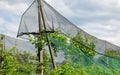 anti-hail nets for the protection of the orchard