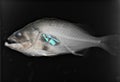 Anti ocean plastic idea of a x-rayed fish with plastic waste in its belly