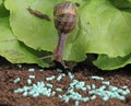 Anti-slug and snail granules on vegetable garden soil